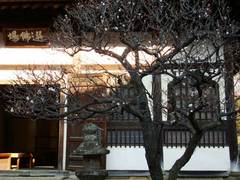 100130円覚寺ウメ1