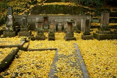 121217̯�ܻ�����