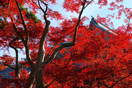 161205��Ĺ������4