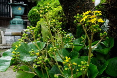 141015���ܱ��ĥ�֥�