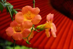 130720��¢���Υ����󥫥���1