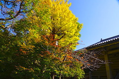 201116八幡宮紅葉2