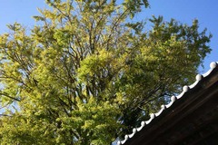 121116Ĺ���������祦