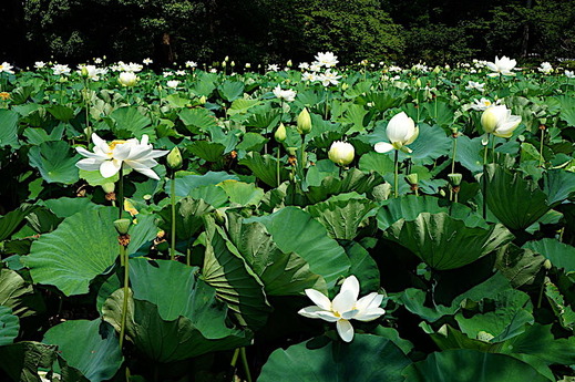 170720��ʿ�ӥϥ�1