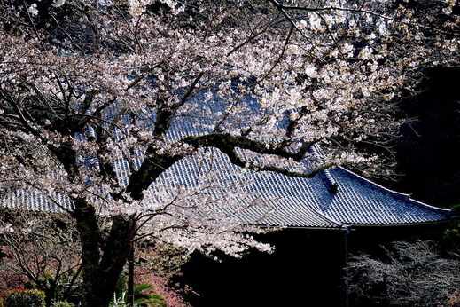 190325̯�ܻ����ᥤ�襷��1