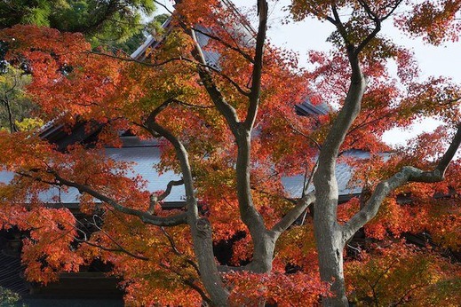 141207��Ĺ������