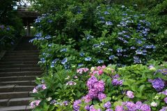 100630Åì·Ä»û¥¢¥¸¥µ¥¤