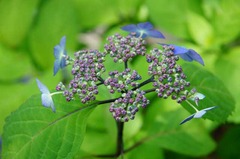 120521光則寺ヤマアジサイ