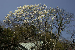 080326��Ļ��ϥ��⥯���