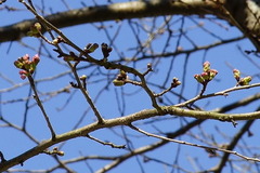 160317̯ËÜ»û¥µ¥¯¥é