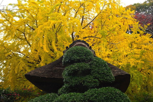 161128��������2