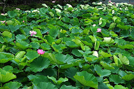 200707源平池ハス2
