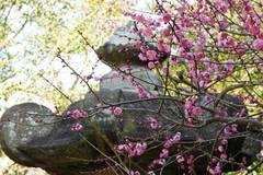 100127安国論寺ウメ2