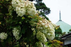 120628Ëܳлû¥¢¥¸¥µ¥¤3
