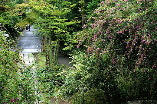 160924海蔵寺ハギ2