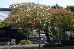 140904�ܶ������륹�٥�