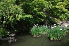 110612Ĺë»û¥Ï¥Ê¥·¥ç¥¦¥Ö