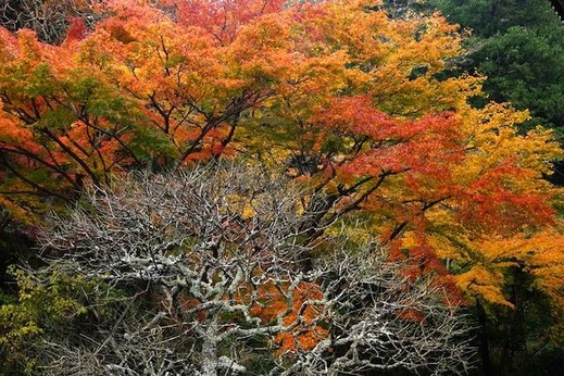 151213̯�ܻ�����1