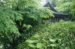 110511妙本寺新緑シャガ