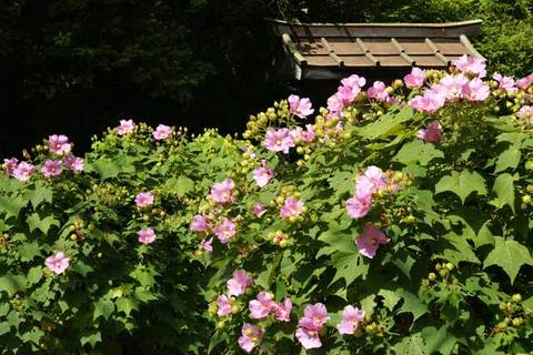 090808�˳ڻ��ե襦