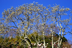 160302��Ļ��ϥ��⥯���