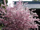 060409̯ËÜ»û¥«¥¤¥É¥¦£²