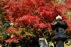 131127建長寺半憎坊紅葉2