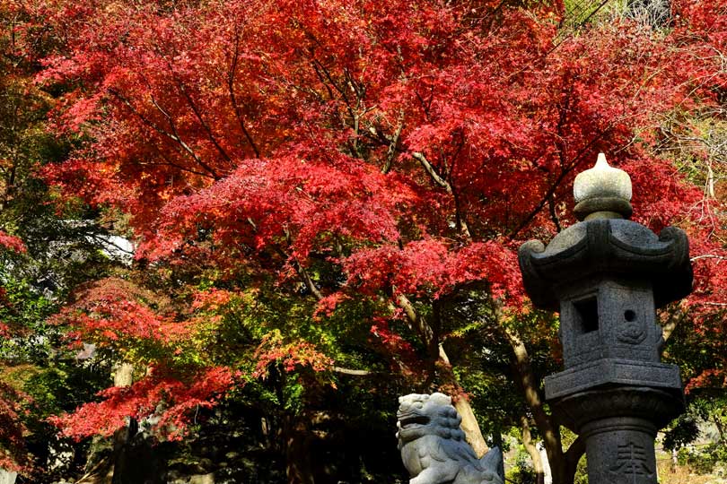 鎌倉撮影情報 建長寺 半僧坊が紅葉の見頃