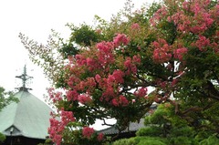 120814�ܳл����륹�٥�