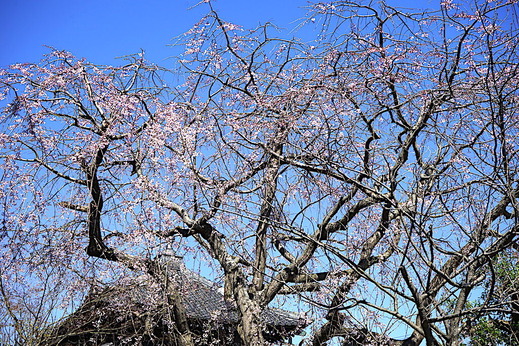 200318�ܳл������쥶����