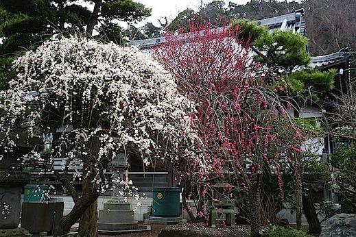 150225常立寺シダレウメ1