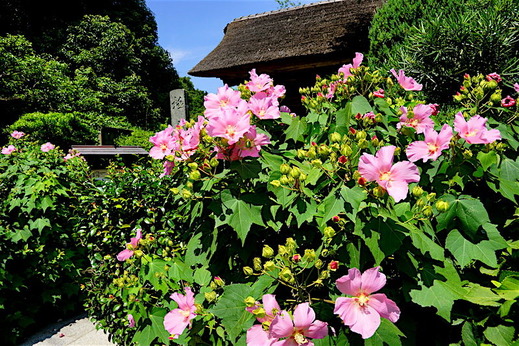 160804�˳ڻ��ե襦