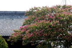 090822�ܶ������륹�٥�