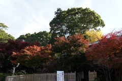 101201鎌倉宮紅葉3