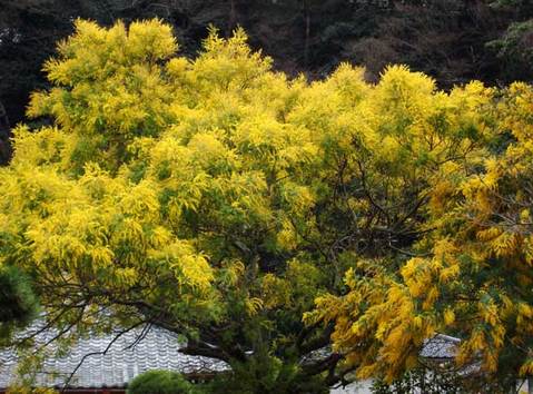 090308��޻��ߥ⥶