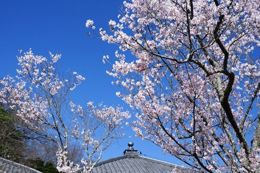 150325東慶寺ヒガンザクラ