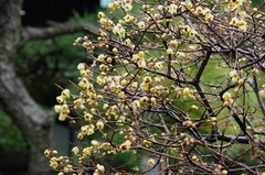 150115�繪�������Х�