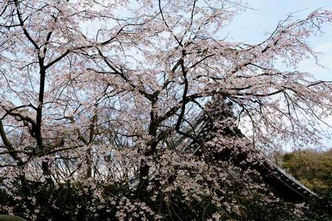 �¹����������쥶����