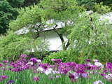 050612Åì·Ä»û¥Ï¥Ê¥·¥ç¥¦¥Ö