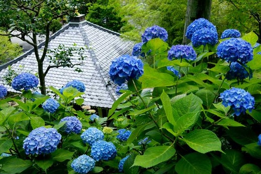 130529長谷寺アジサイ1