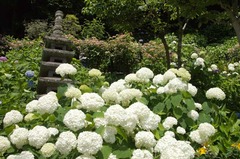 110625長谷寺アジサイ2