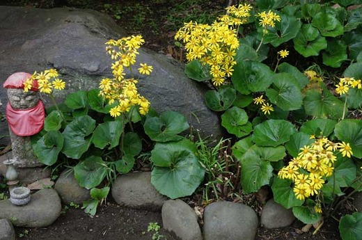 121113�������ĥ�֥�1