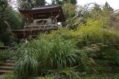 101013浄智寺ススキ