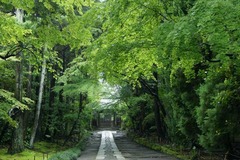 110528寿福寺新緑