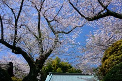 120412°áÄ¥»³¥µ¥¯¥é1