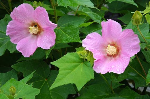 110730̯Ω���ե襦2