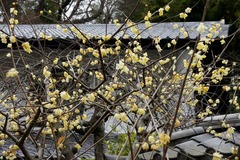 110115��Ļ������Х�