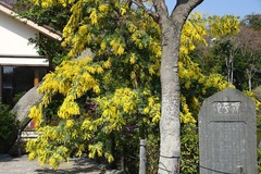 150322�ᲬȬȨ�ܥߥ⥶