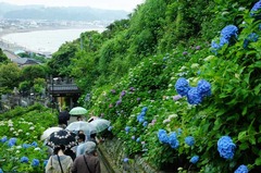 120612成就院アジサイ1