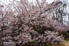 200226ÂçÁ¥¥Õ¥é¥ï¡¼¥»¥ó¥¿¡¼¥¿¥Þ¥Ê¥ï¥¶¥¯¥é